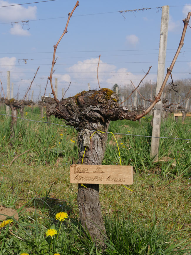 Виноградник на урожай